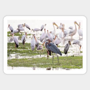 Goliath Heron and Yellow Billed Storks Sticker